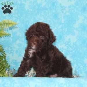 Jack, Toy Poodle Puppy